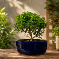 Table Kamini – The Compact Bonsai of Peace and Prosperity - Image 2