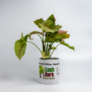 Syngonium Pink – The Blushing, Fast-Growing Pink Arrowhead - Image 11
