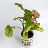 Syngonium Pink – The Blushing, Fast-Growing Pink Arrowhead - Image 10