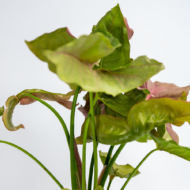 Syngonium Pink – The Blushing, Fast-Growing Pink Arrowhead - Image 8