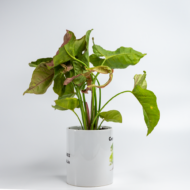 Syngonium Pink – The Blushing, Fast-Growing Pink Arrowhead - Image 7