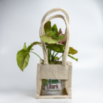 Syngonium Pink – The Blushing, Fast-Growing Pink Arrowhead