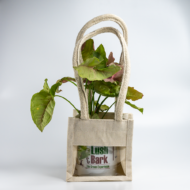 Syngonium Pink – The Blushing, Fast-Growing Pink Arrowhead