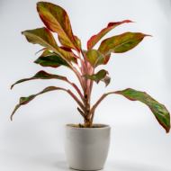 Aglaonema Pink – The Effortless Pop of Color - Image 8