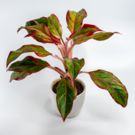 Aglaonema Pink – The Effortless Pop of Color - Image 7