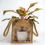 Aglaonema Pink – The Effortless Pop of Color