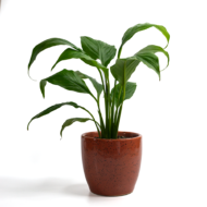 Peace Lily – The Classic, Elegant Air-Purifier - Image 10