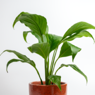 Peace Lily – The Classic, Elegant Air-Purifier - Image 9