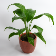 Peace Lily – The Classic, Elegant Air-Purifier - Image 8