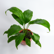 Peace Lily – The Classic, Elegant Air-Purifier - Image 7