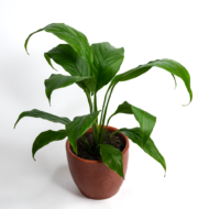 Peace Lily – The Classic, Elegant Air-Purifier - Image 6