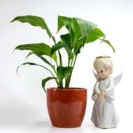 Peace Lily – The Classic, Elegant Air-Purifier - Image 4