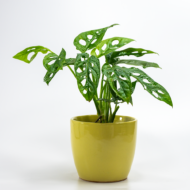 Broken Heart Plant – The Trailing Tropical Beauty - Image 16