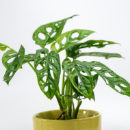 Broken Heart Plant – The Trailing Tropical Beauty - Image 15
