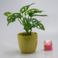 Broken Heart Plant – The Trailing Tropical Beauty - Image 11