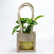 Broken Heart Plant – The Trailing Tropical Beauty - Image 10