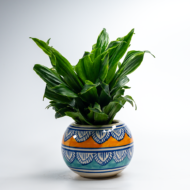 Compact Dracaena – The Ultimate "Set It and Forget It" Desk Plant - Image 11