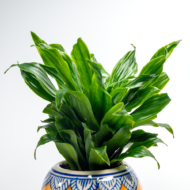Compact Dracaena – The Ultimate "Set It and Forget It" Desk Plant - Image 10