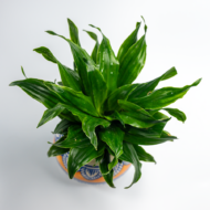 Compact Dracaena – The Ultimate "Set It and Forget It" Desk Plant - Image 8