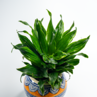 Compact Dracaena – The Ultimate "Set It and Forget It" Desk Plant - Image 7