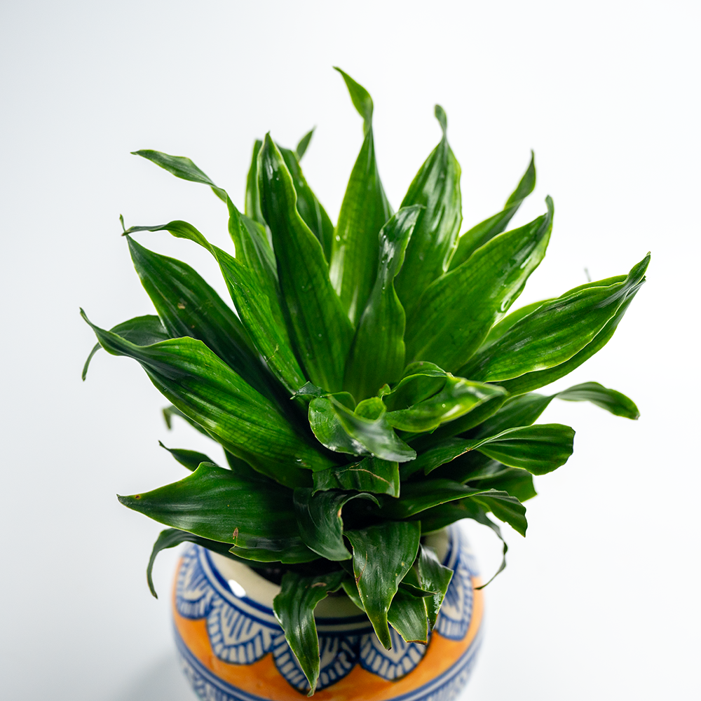 Plants