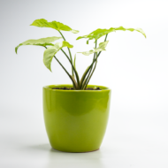 Syngonium White – The Elegant, Easy-Care Arrowhead Plant - Image 11