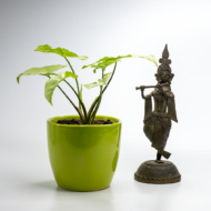 Syngonium White – The Elegant, Easy-Care Arrowhead Plant - Image 9
