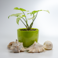 Syngonium White – The Elegant, Easy-Care Arrowhead Plant - Image 8