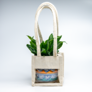 Compact Dracaena – The Ultimate "Set It and Forget It" Desk Plant