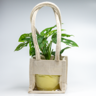 Broken Heart Plant – The Trailing Tropical Beauty