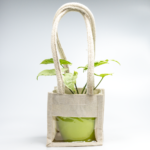 Syngonium White – The Elegant, Easy-Care Arrowhead Plant