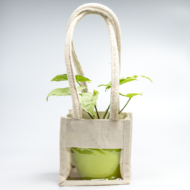 Syngonium White – The Elegant, Easy-Care Arrowhead Plant - Image 7