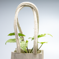 Syngonium White – The Elegant, Easy-Care Arrowhead Plant - Image 6