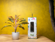 Aglaonema Pink – The Effortless Pop of Color - Image 4