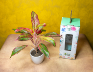Aglaonema Pink – The Effortless Pop of Color - Image 3