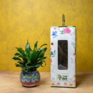 Compact Dracaena – The Ultimate "Set It and Forget It" Desk Plant - Image 5