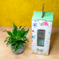 Compact Dracaena – The Ultimate "Set It and Forget It" Desk Plant - Image 4
