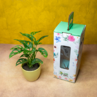 Broken Heart Plant – The Trailing Tropical Beauty - Image 4