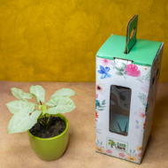Syngonium White – The Elegant, Easy-Care Arrowhead Plant - Image 5