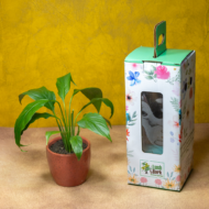 Peace Lily – The Classic, Elegant Air-Purifier - Image 3
