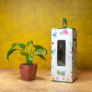 Peace Lily – The Classic, Elegant Air-Purifier - Image 2