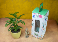 Broken Heart Plant – The Trailing Tropical Beauty - Image 3