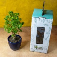 Green Aralia – The Elegant Symbol of Growth & Prosperity - Image 2