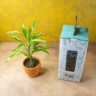 Song of India – The Vibrant Purifier for Luck & Success - Image 2