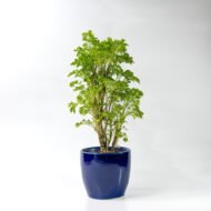 Green Aralia – The Elegant Symbol of Growth & Prosperity - Image 7