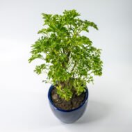 Green Aralia – The Elegant Symbol of Growth & Prosperity - Image 8
