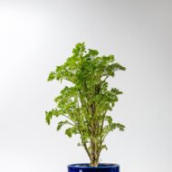 Green Aralia – The Elegant Symbol of Growth & Prosperity - Image 9