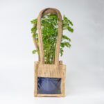Green Aralia – The Elegant Symbol of Growth & Prosperity