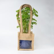 Green Aralia – The Elegant Symbol of Growth & Prosperity - Image 10