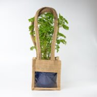 Green Aralia – The Elegant Symbol of Growth & Prosperity - Image 11